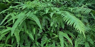 热带雨林-绿色蕨类向上倾斜