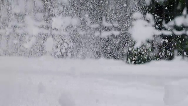 这是一幅圣诞树上挂满针的树枝的特写照片，上面覆盖着白雪，有人猛地一拽树枝，雪花就落了下来