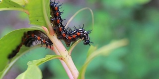 毛毛虫蠕虫条纹蓝-黑-白行走吃在叶子上(叶蝉，毛毛虫)选择焦点与浅景深