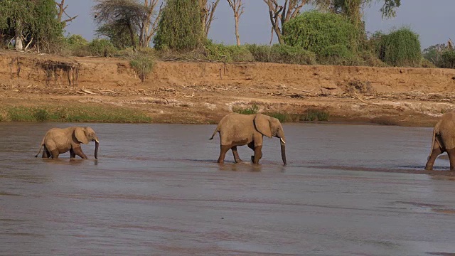 非洲象，loxodonta africana，渡河组，肯尼亚桑布鲁公园，实时4K