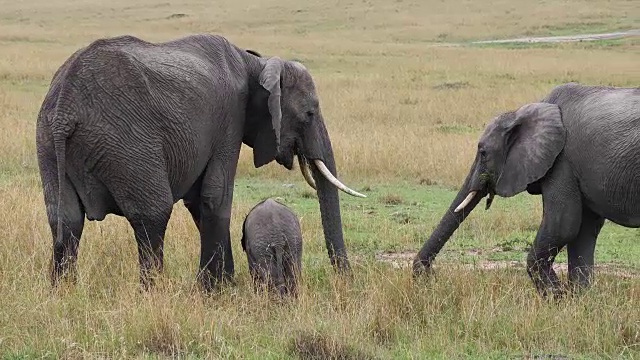 非洲象，loxodonta africana，群吃草，马赛马拉公园在肯尼亚，实时4K
