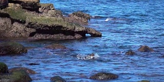 两段海豹交配的慢动作视频
