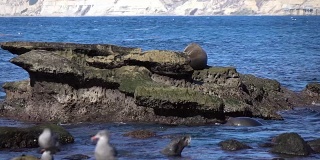 两组海豹的慢动作视频