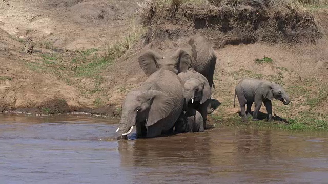 非洲象，loxodonta africana，群渡河，马赛马拉公园在肯尼亚，实时4K