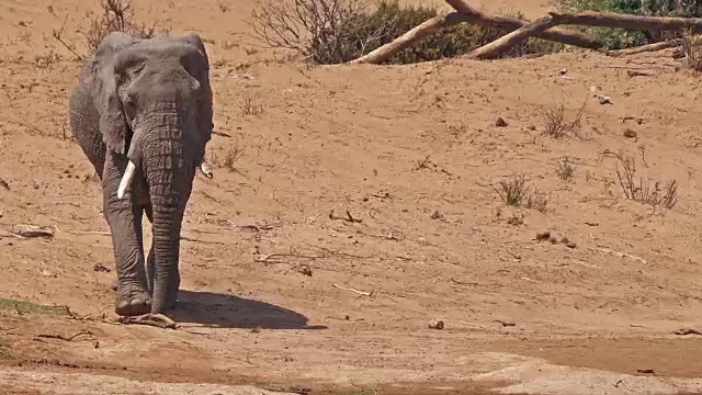 非洲象，loxodonta africana，肯尼亚桑布鲁公园，实时4K