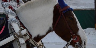 棕色的马头，马具和点头，冬天，雪