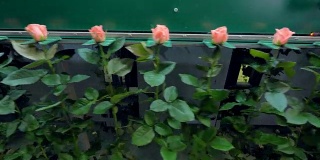 在聚束设备上的茎玫瑰移动线。