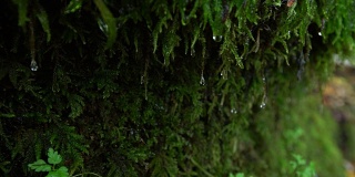 水滴顺着生长在岩石边上的苔藓流下。青苔与水滴相辉映。