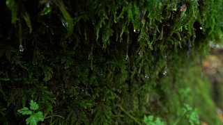 水滴顺着生长在岩石边上的苔藓流下。青苔与水滴相辉映。视频素材模板下载