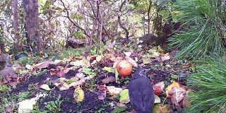 在花园里吃苹果的普通画眉鸟。