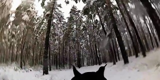 狗在冬天的树林里跑，背上背着照相机