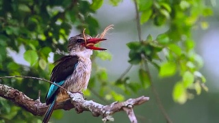 南非克鲁格国家公园的褐冠翠鸟视频素材模板下载