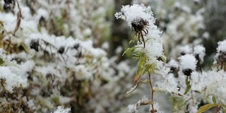 雪苑在冬天开花。雪落