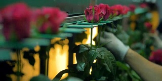 工人们用手将玫瑰茎安装在分拣机内。