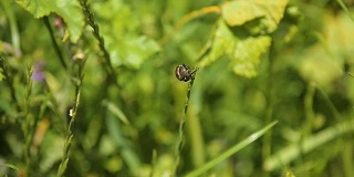 小昆虫在草叶上郁郁葱葱的田野，野生动物的宏观特写
