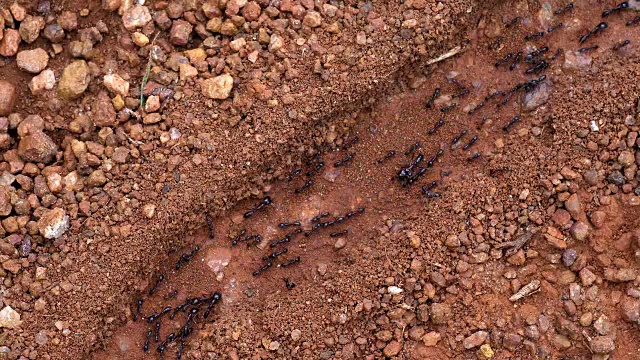 蚂蚁，肯尼亚马赛马拉公园，实时4K