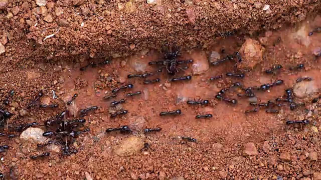 蚂蚁，肯尼亚马赛马拉公园，实时4K