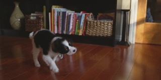 慢镜头拍摄一只气味难闻的小狗在客厅里跳跃