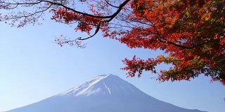 秋季和富士山红叶枫树在川口湖