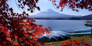 秋季和富士山红叶枫树在川口湖