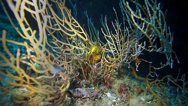 海扇珊瑚中的虎尾海马(海马体)