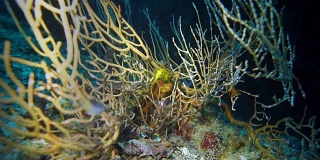 海扇珊瑚中的虎尾海马(海马体)
