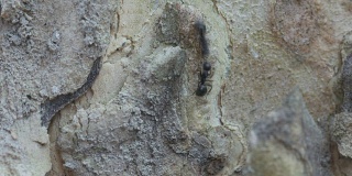 黑蚂蚁在树皮上行走
