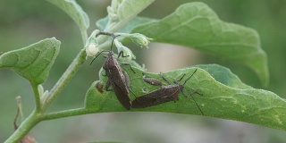 Leaf-footed昆虫交配