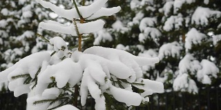 小冷杉树覆盖着雪在寒冷的冬天公园