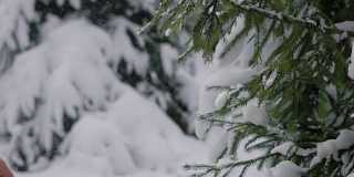陌生女人的手触摸着满是积雪的常青树的树枝