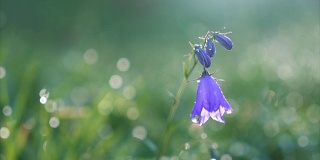 绿油油的草地上，晨露中盛开的蓝铃花。慢动作
