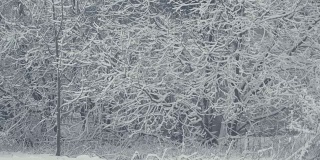 冬天的树结构。景观与飘落的雪。