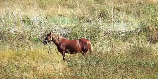 一匹棕色的马拴在干草上