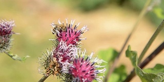 蜜蜂在紫红色的花上采集花粉为蜂蜜