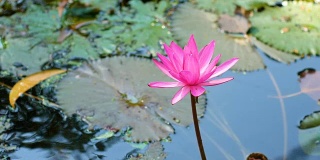 湖中粉红色荷花的宁静景色