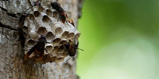正在筑巢的黄蜂