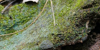 石龙子在热带雨林的岩石上。
