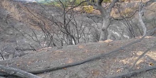 加州大火烧焦山坡的镜头
