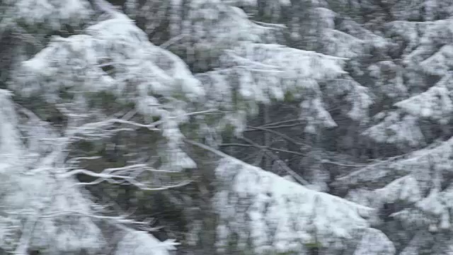 冬季驾驶——驾驶在崎岖不平的乡村道路上，穿过一片白雪皑皑的森林——手持拍摄