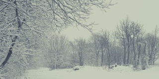 冬天的风景与飘落的雪。树枝的细节。所有东西都覆盖着新鲜的粉末。