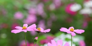田野里的粉红色宇宙花。