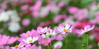 田野里的粉红色宇宙花。