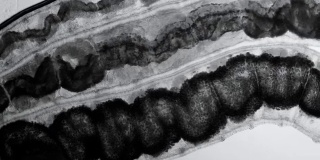 幼虫在显微镜下具有内部器官的透明幼虫，如外来生物