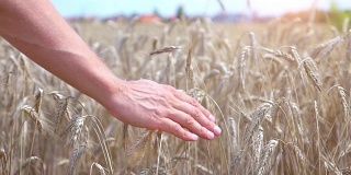 在真实的慢镜头中，手抚摸麦田里的小麦