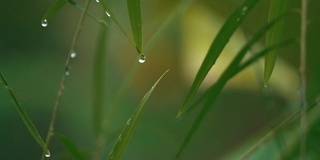 一滴水从一个绿色的叶子近距离拍摄