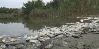 被污染的水中的有毒死鱼