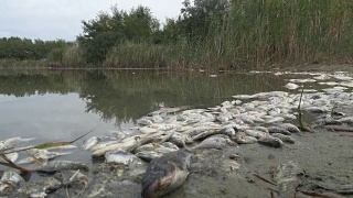 被污染的水中的有毒死鱼视频素材模板下载