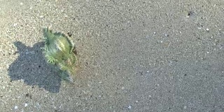 寄居蟹搁在沙滩上