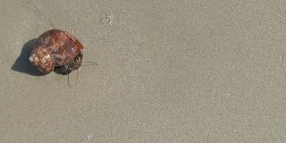 寄居蟹搁在沙滩上
