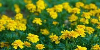美丽的春天与黄花，多莉和特写镜头